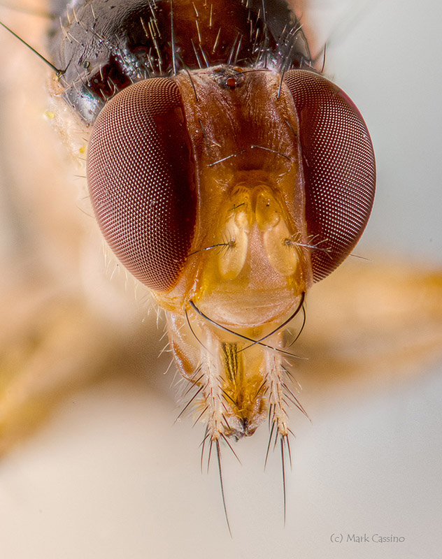 Extreme Macro Photo of a Fly (Diptera)